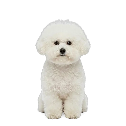 Bichon Frise dog