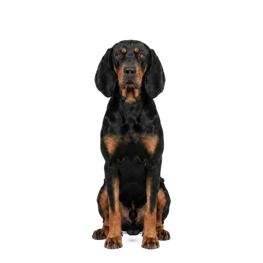 Black and Tan Coonhound dog