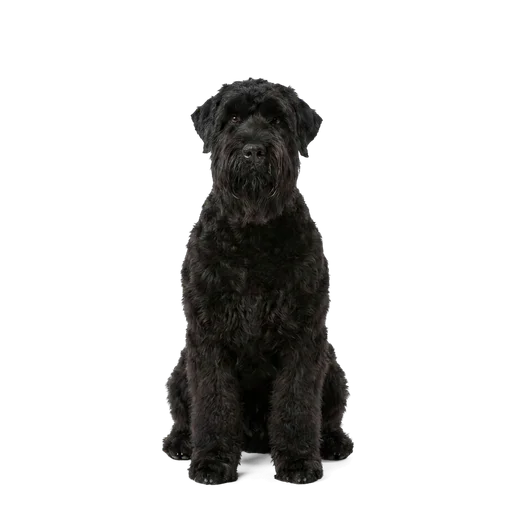 Black Russian Terrier dog