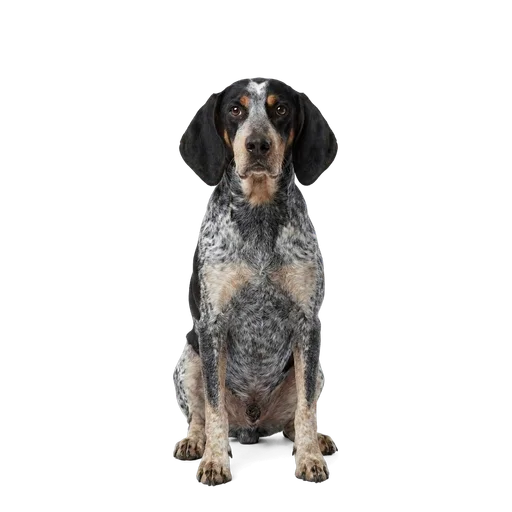 Bluetick Coonhound dog