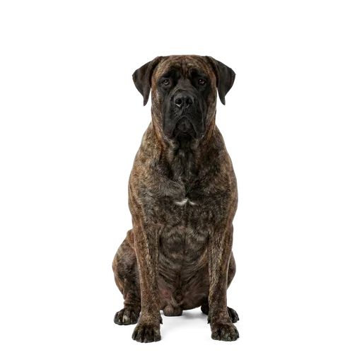 Boerboel dog