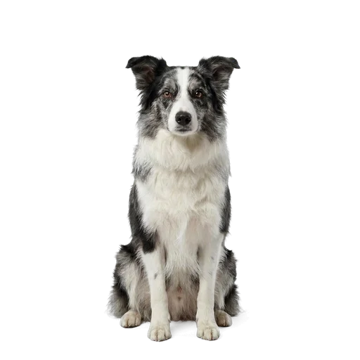 Border Collie dog