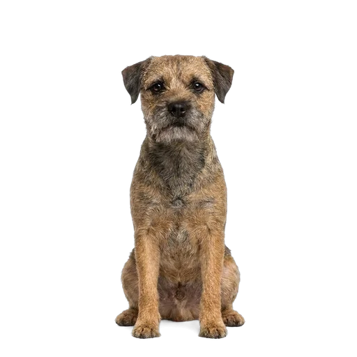 Border Terrier dog
