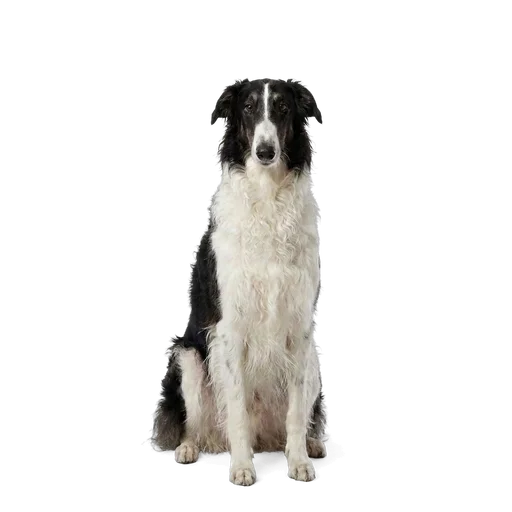 Borzoi dog