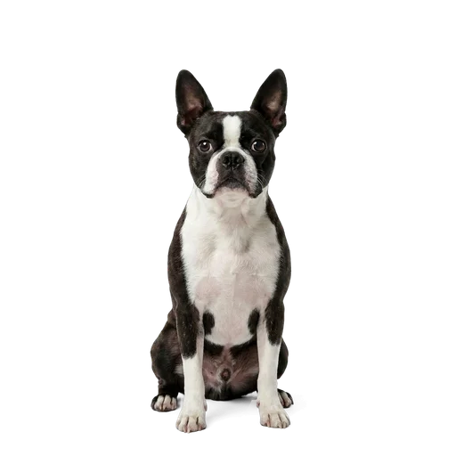 Boston Terrier dog