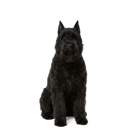Bouvier des Flandres dog