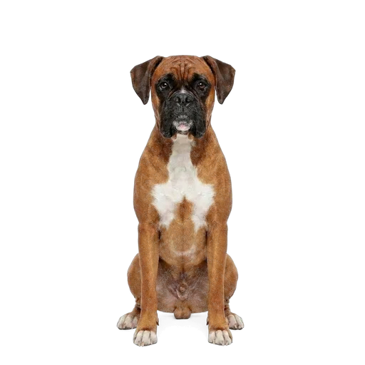 Boxer dog