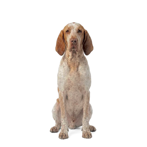 Bracco Italiano dog
