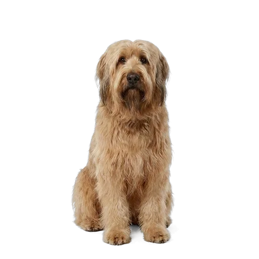 Briard dog