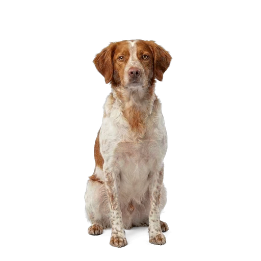 Brittany dog