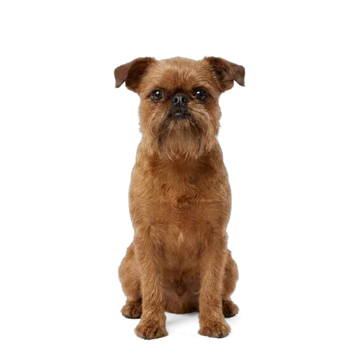 Brussels Griffon dog