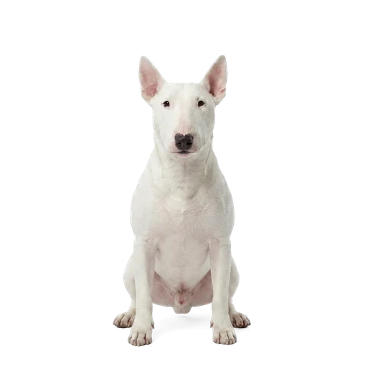 Bull Terrier dog