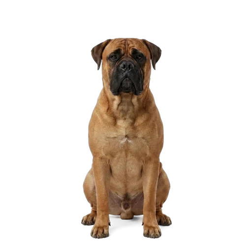 Bullmastiff dog