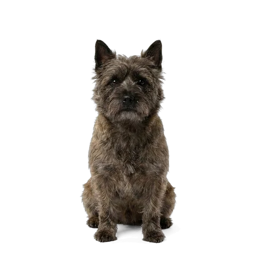 Cairn Terrier dog