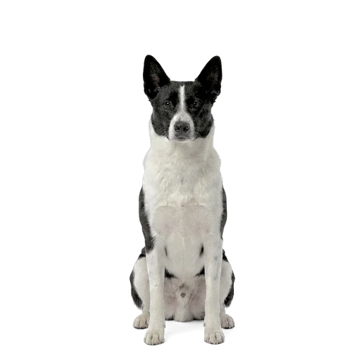 Canaan Dog dog