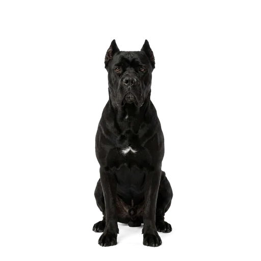 Cane Corso dog