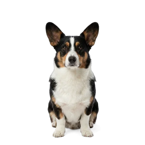 Cardigan Welsh Corgi dog