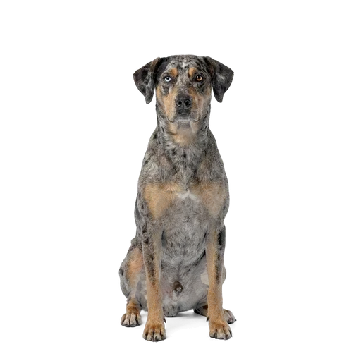 Catahoula Leopard Dog dog