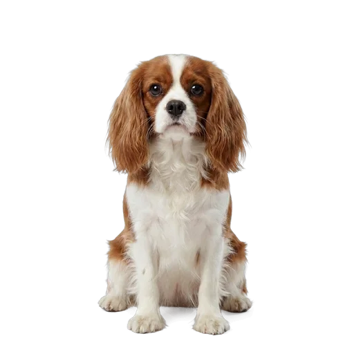 Cavalier King Charles Spaniel dog