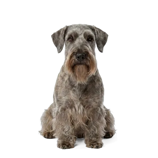 Cesky Terrier dog