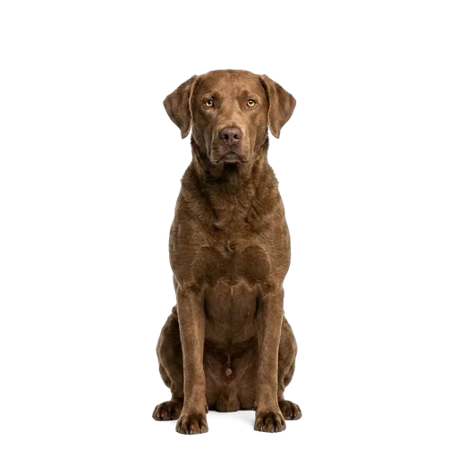 Chesapeake Bay Retriever dog