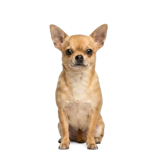 Chihuahua dog