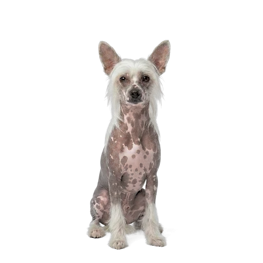 Chinese Crested dog