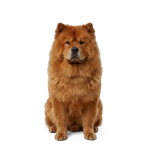 Chow Chow dog