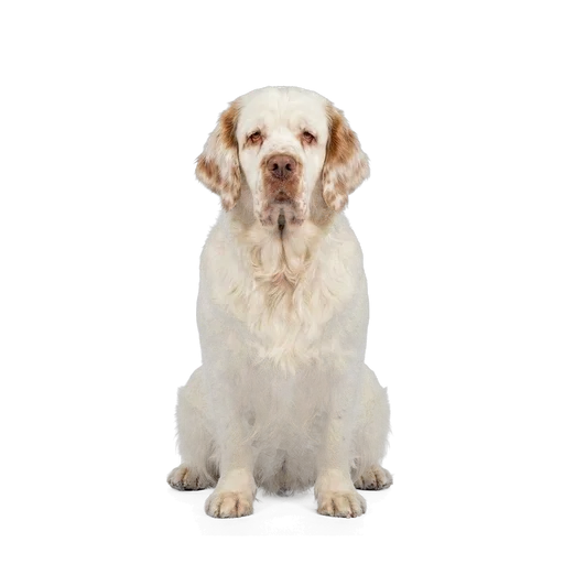 Clumber Spaniel dog