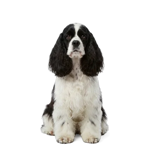 American Cocker Spaniel dog