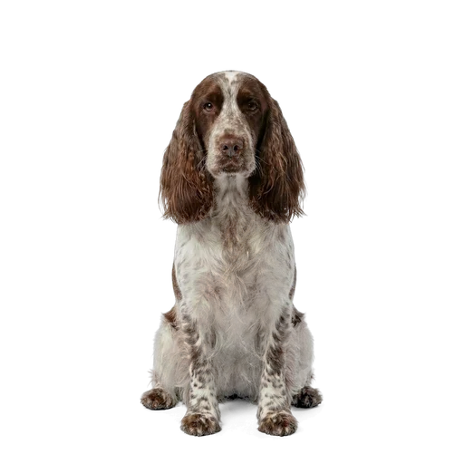 English Cocker Spaniel dog