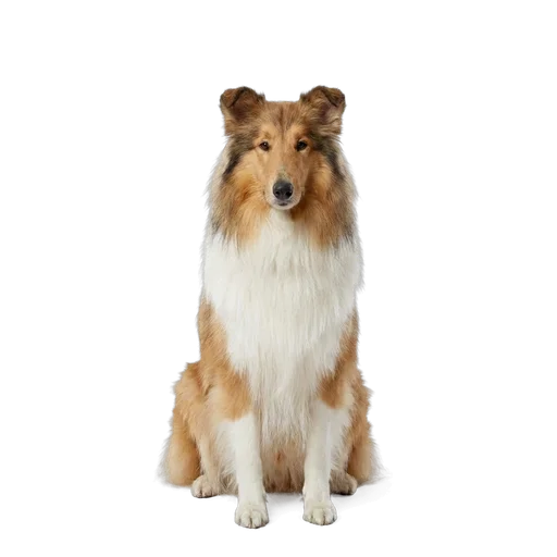Rough Collie dog