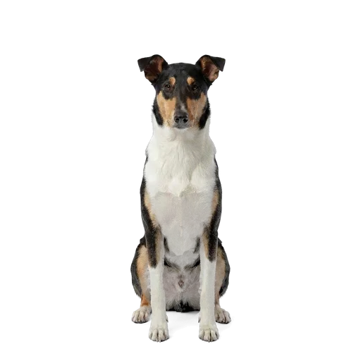 Smooth Collie dog