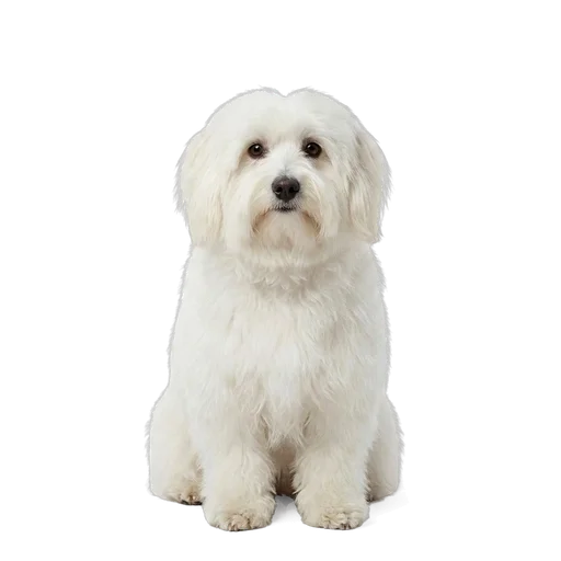 Coton de Tulear dog
