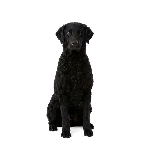 Curly-Coated Retriever dog