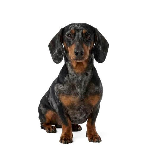 Dachshund dog