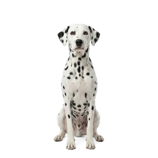 Dalmatian dog