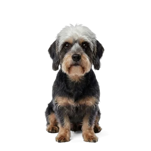 Dandie Dinmont Terrier dog