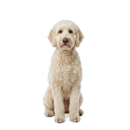 Designer Mix dog