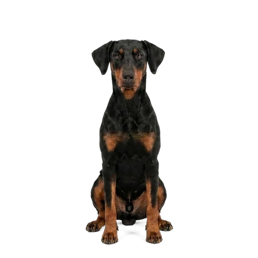 Doberman Pinscher dog