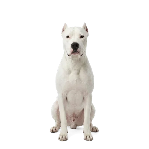 Dogo Argentino dog