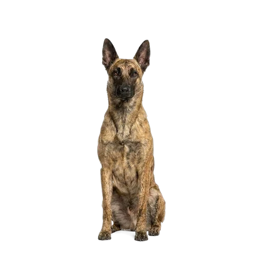 Dutch Shepherd dog