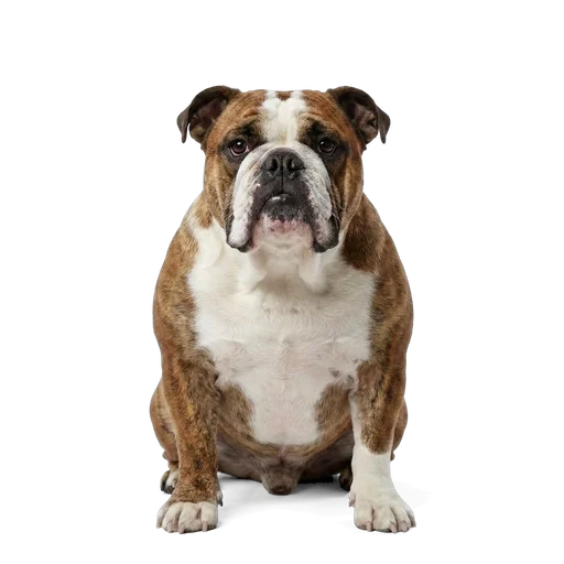 English Bulldog dog