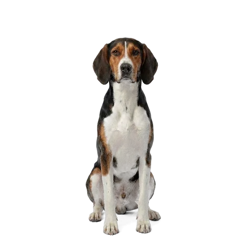 English Foxhound dog