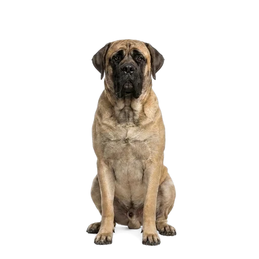 English Mastiff dog