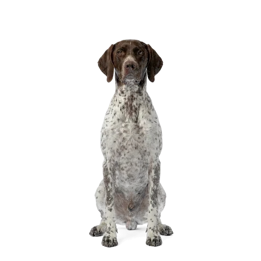 Pointer dog