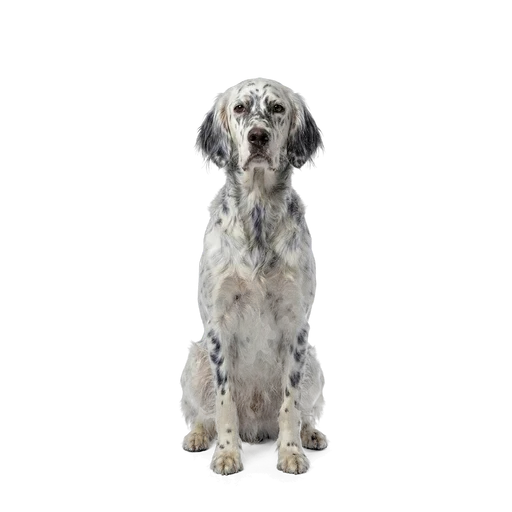 English Setter dog