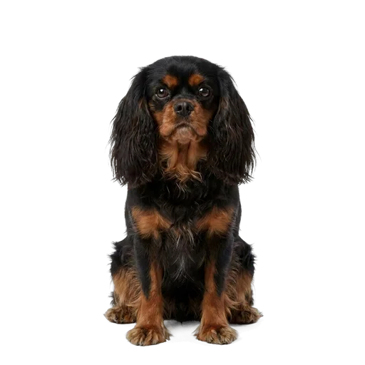 English Toy Spaniel dog
