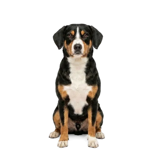 Entlebucher Mountain Dog dog
