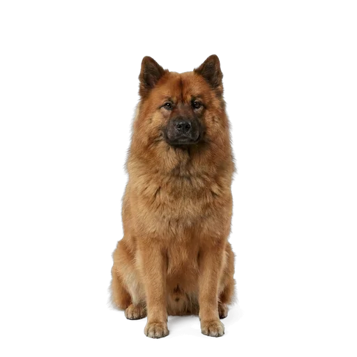 Eurasier dog